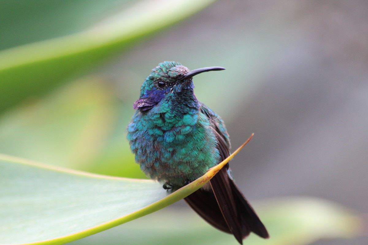 Lesser Violetear - ML353755791