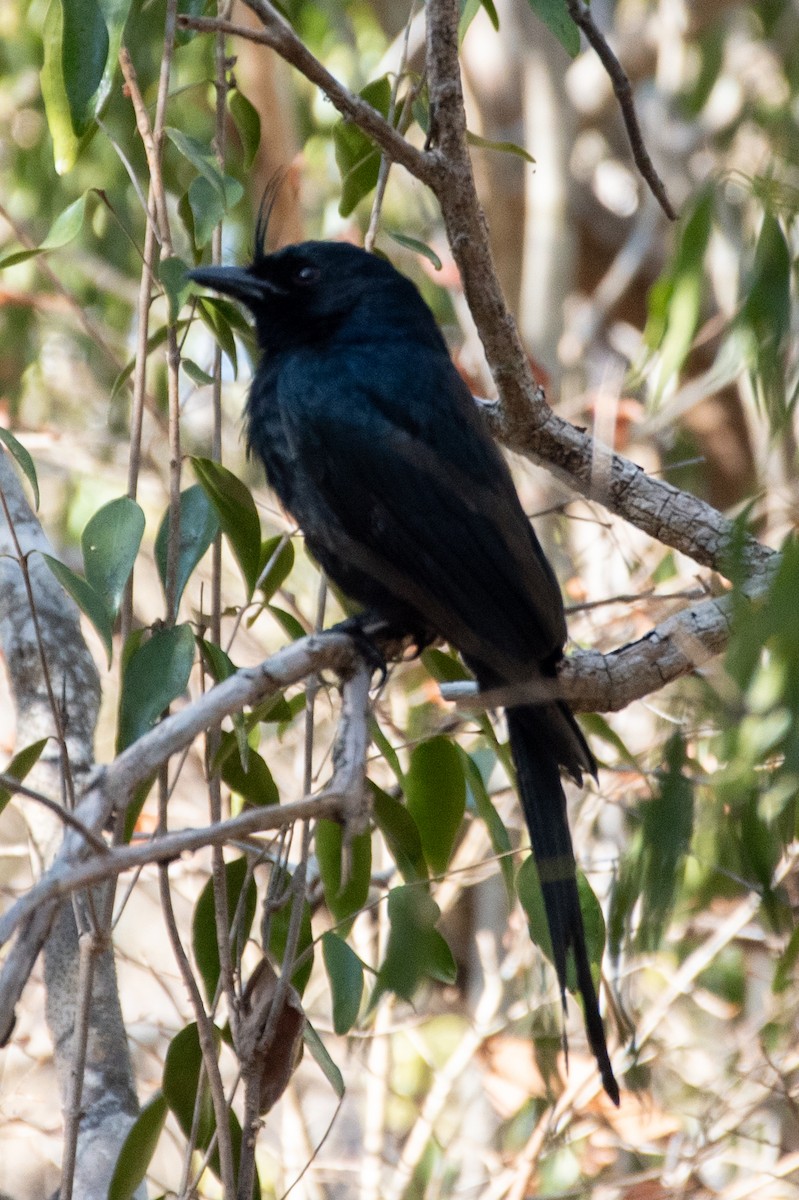 Crested Drongo - ML353755981