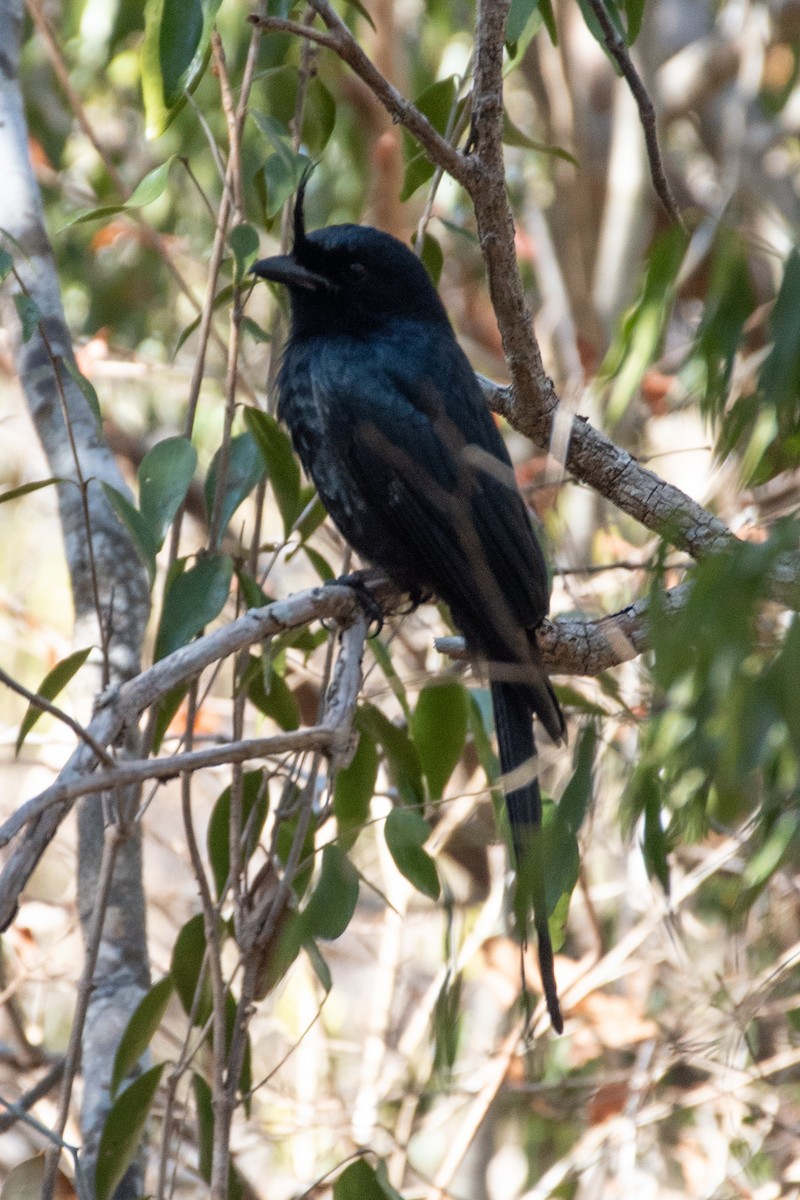 børstedrongo - ML353756021