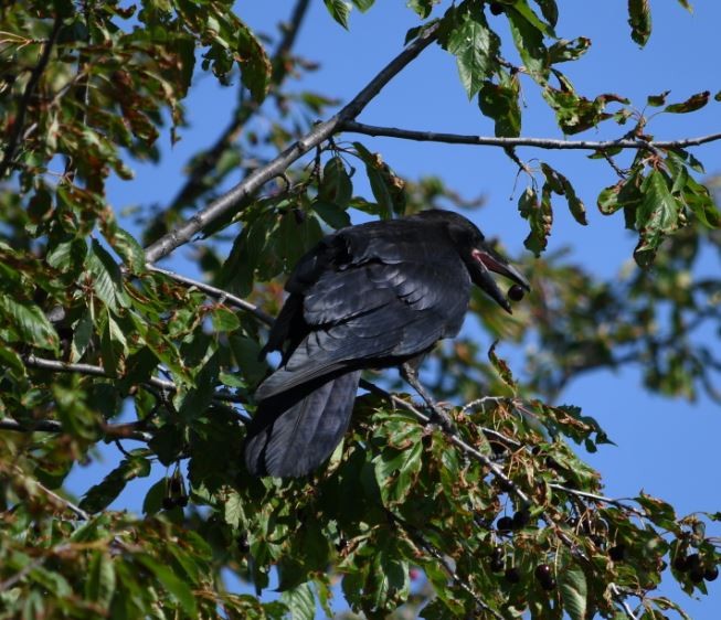 Common Raven - ML353756681