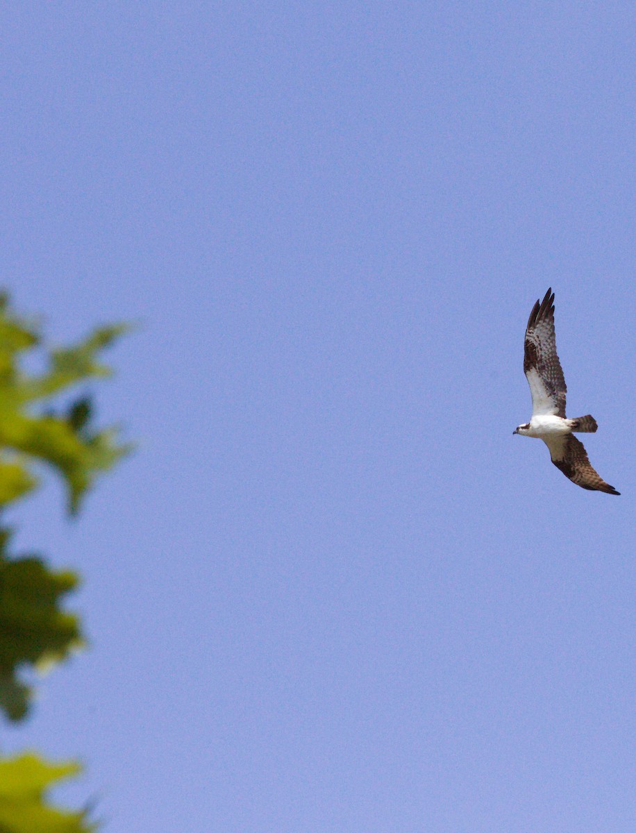 Osprey - ML353757021