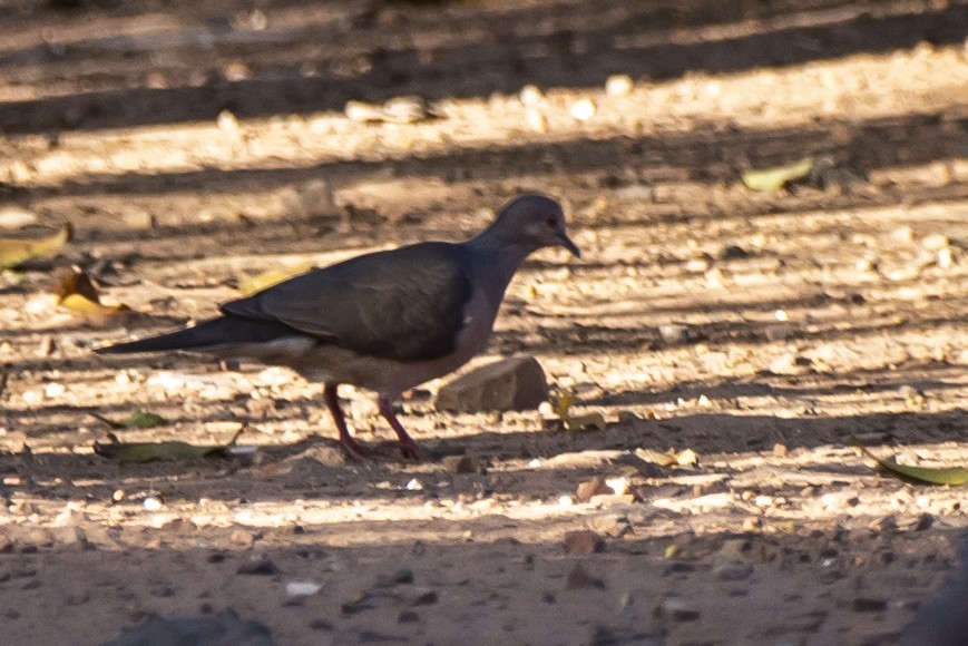 tanımsız Leptotila sp. - ML353757471