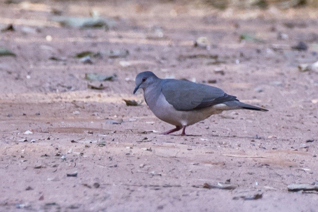 Paloma montaraz sp. - ML353757481