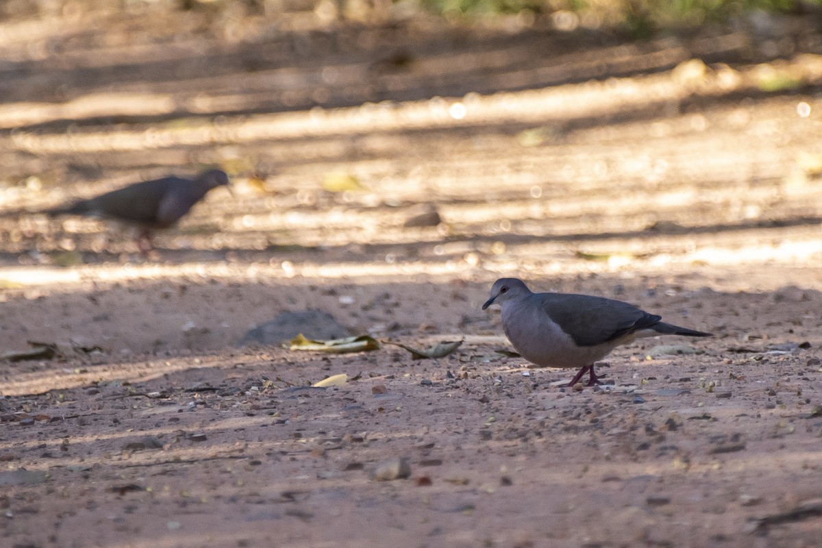 Paloma montaraz sp. - ML353757491