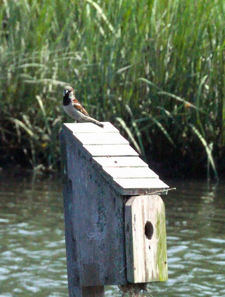 House Sparrow - ML353757931