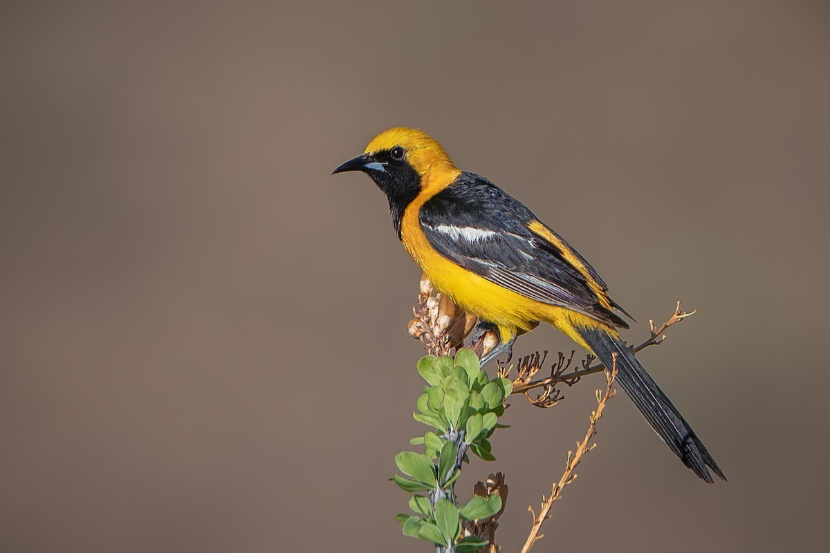 Hooded Oriole - ML353758261