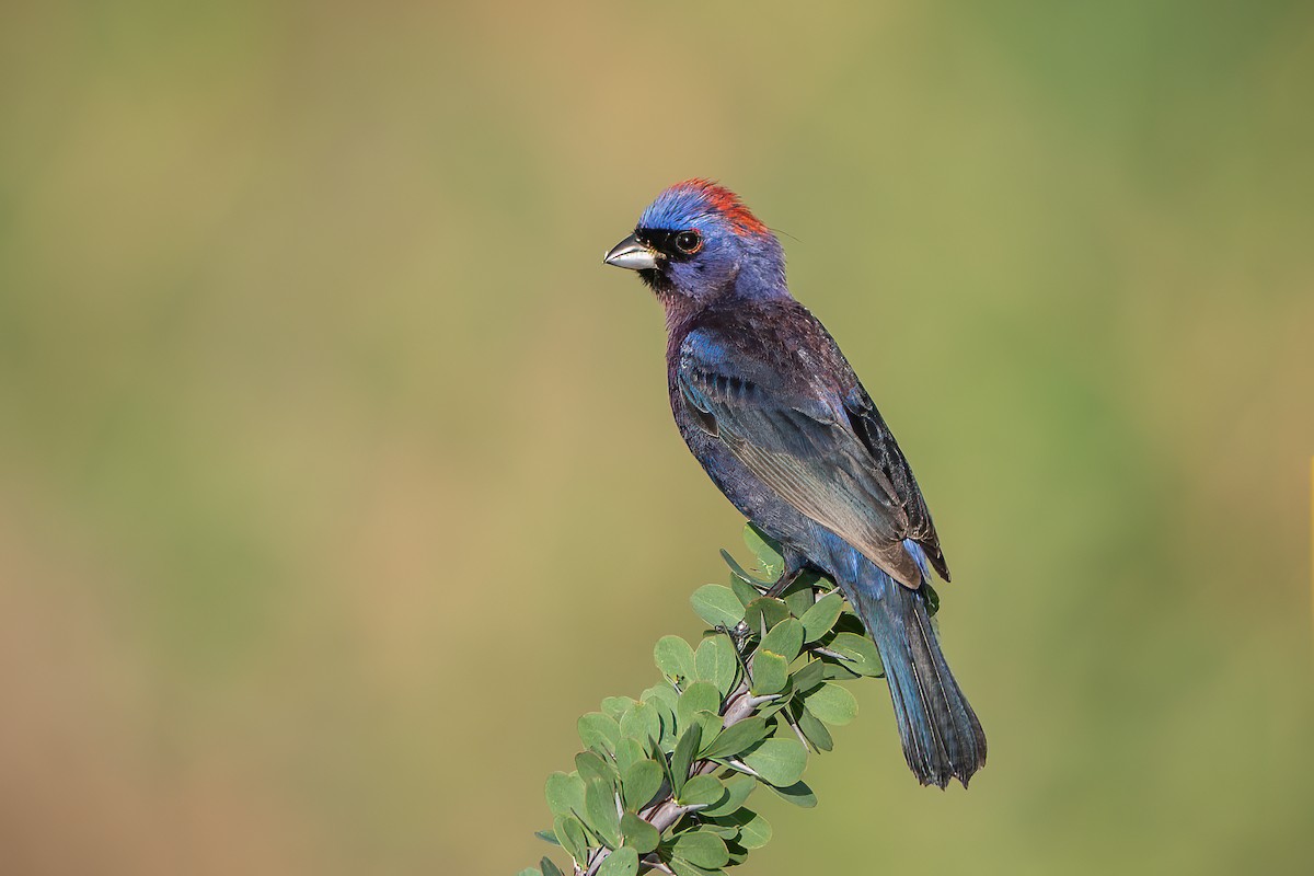 Varied Bunting - ML353758591