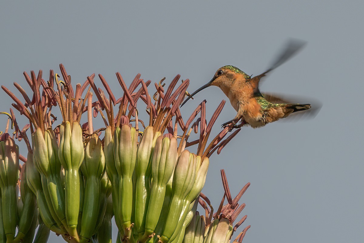 Lucifer Hummingbird - ML353759021