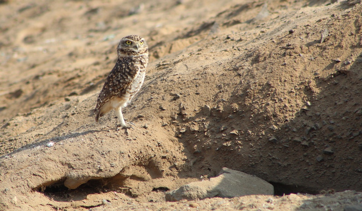 Burrowing Owl - ML353760611