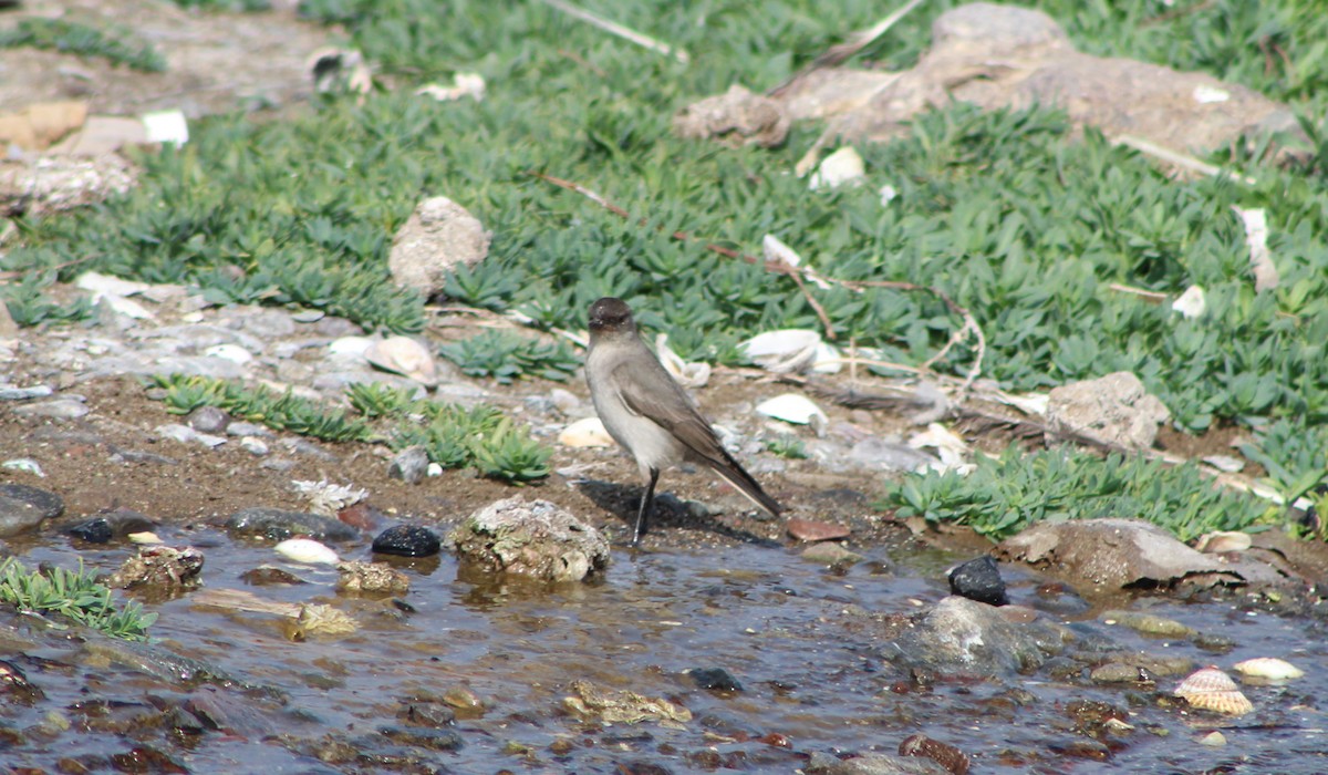 Dark-faced Ground-Tyrant - ML353760751