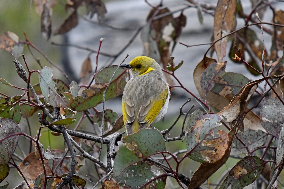 Yellow-plumed Honeyeater - ML35376081