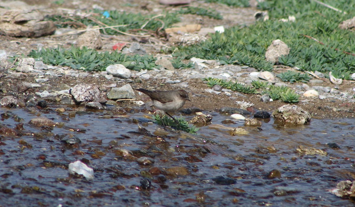 Dark-faced Ground-Tyrant - ML353760841