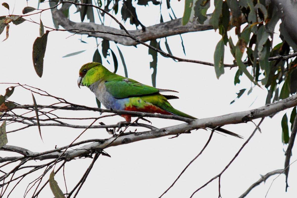 Red-capped Parrot - Geoffrey Groom