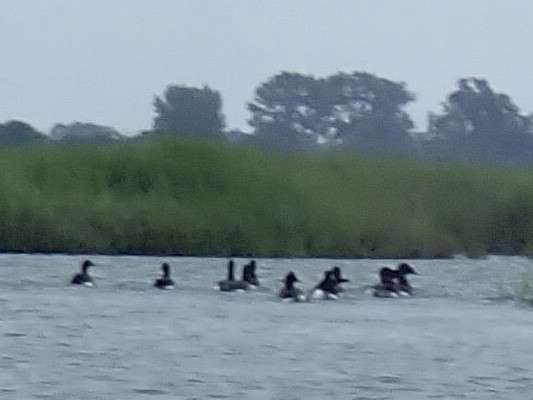 Brant (Atlantic) - ML353761131