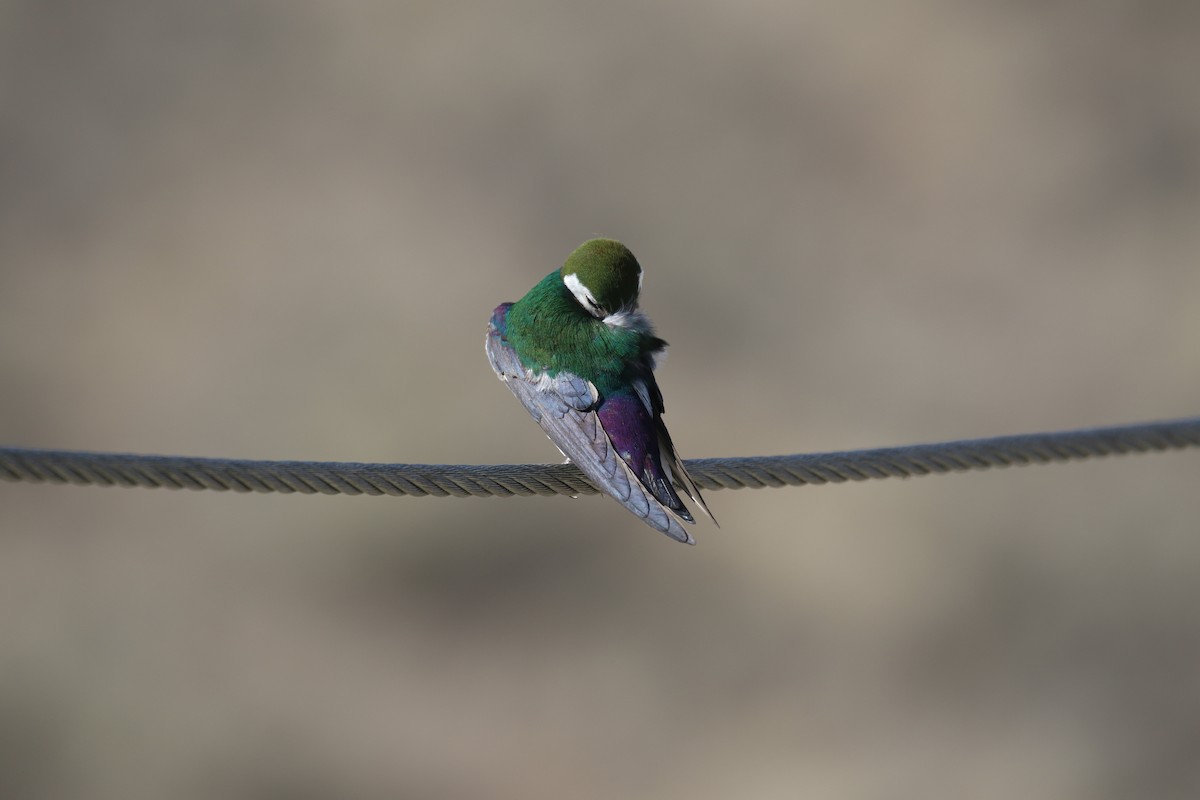 Violet-green Swallow - ML353761391