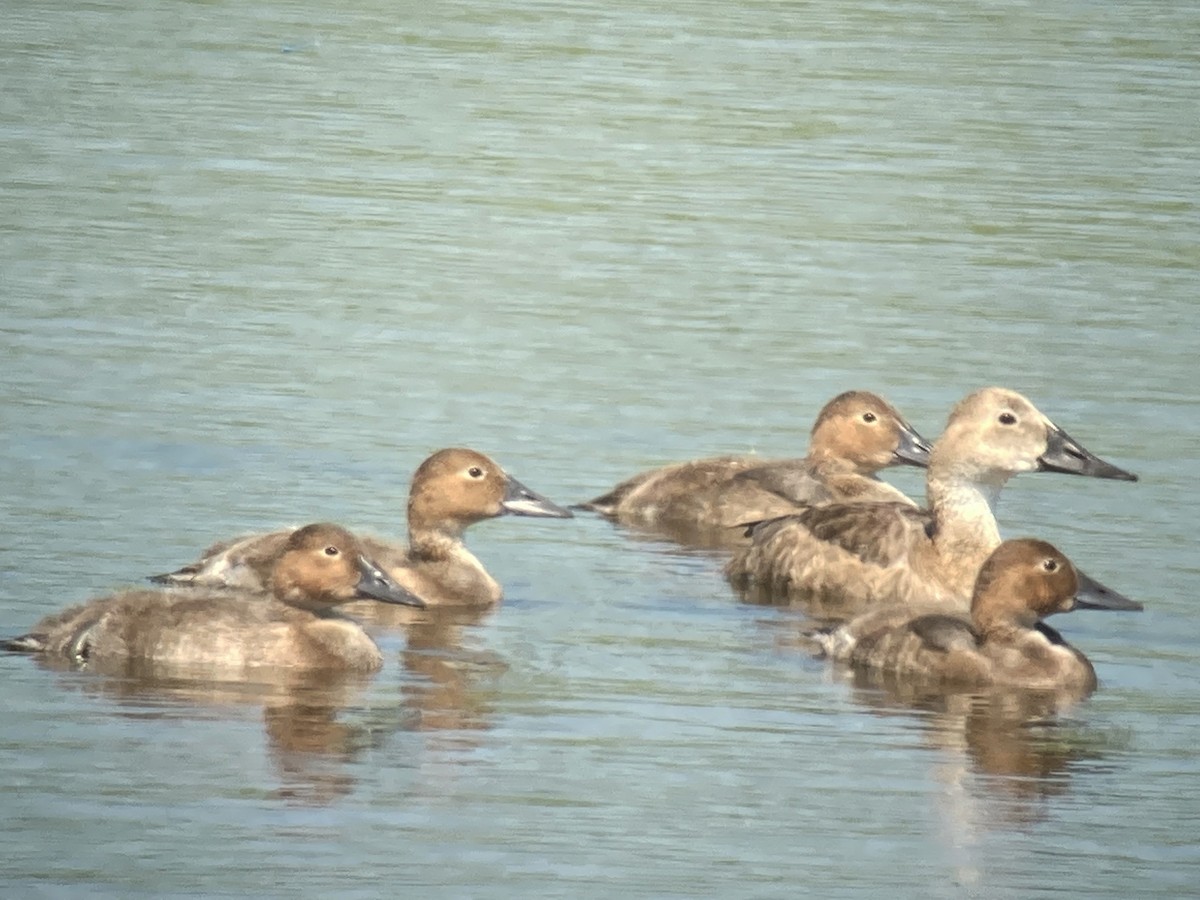 Murgilari bizkarzuria - ML353761571