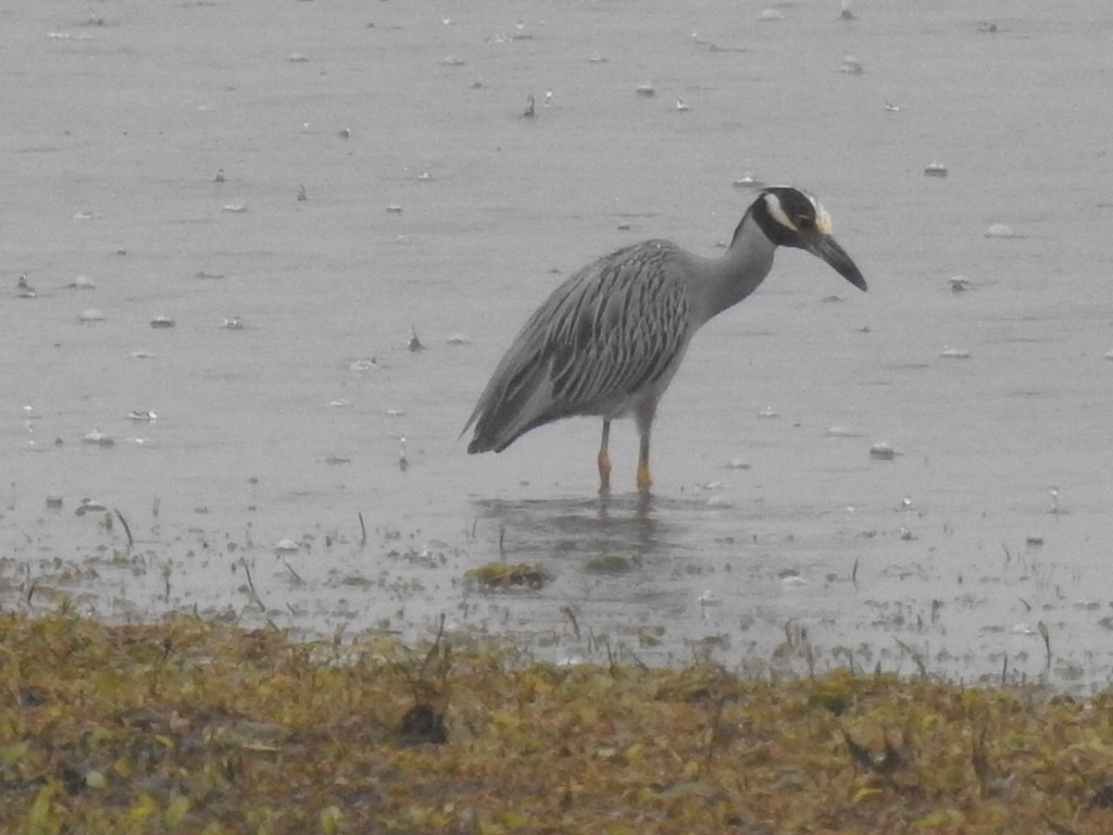 Yellow-crowned Night Heron - ML353761911