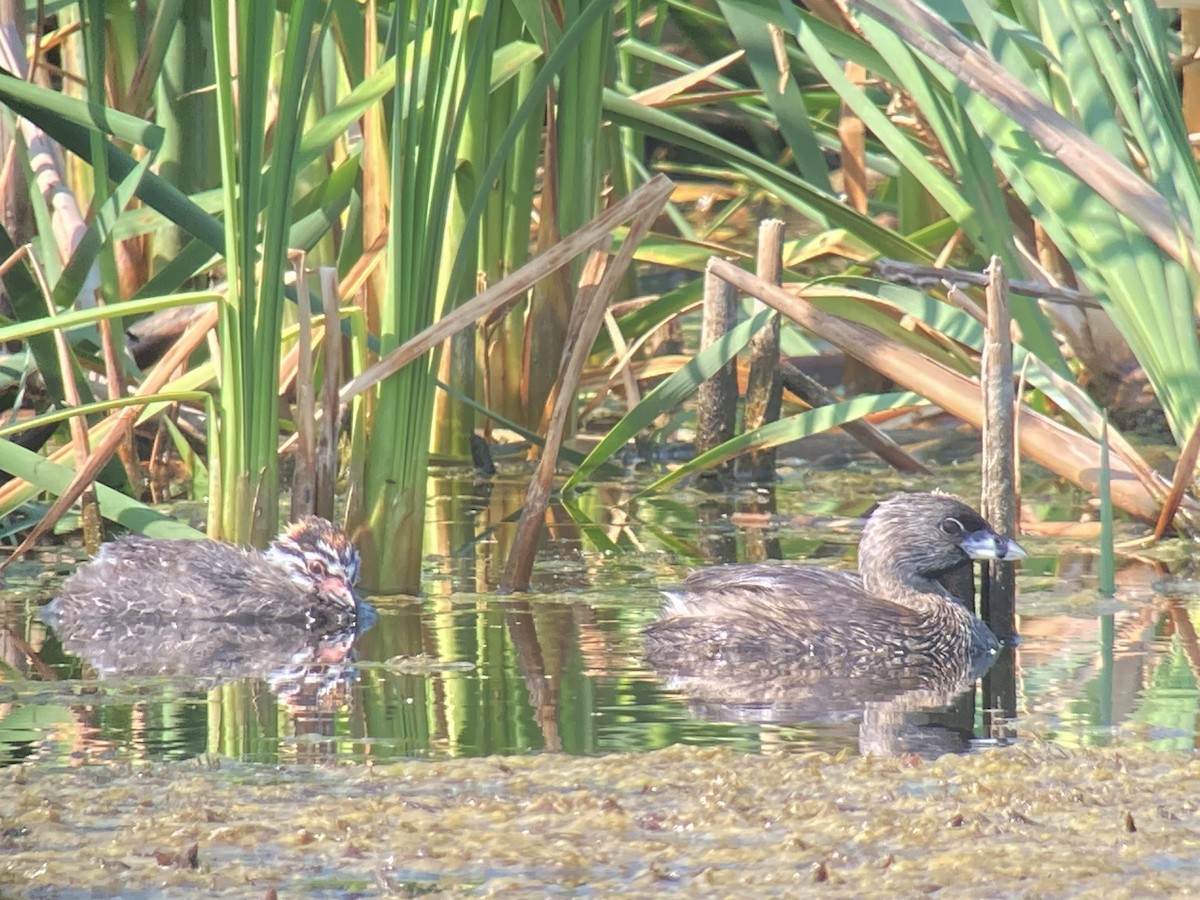 Txilinporta mokolodia - ML353762391