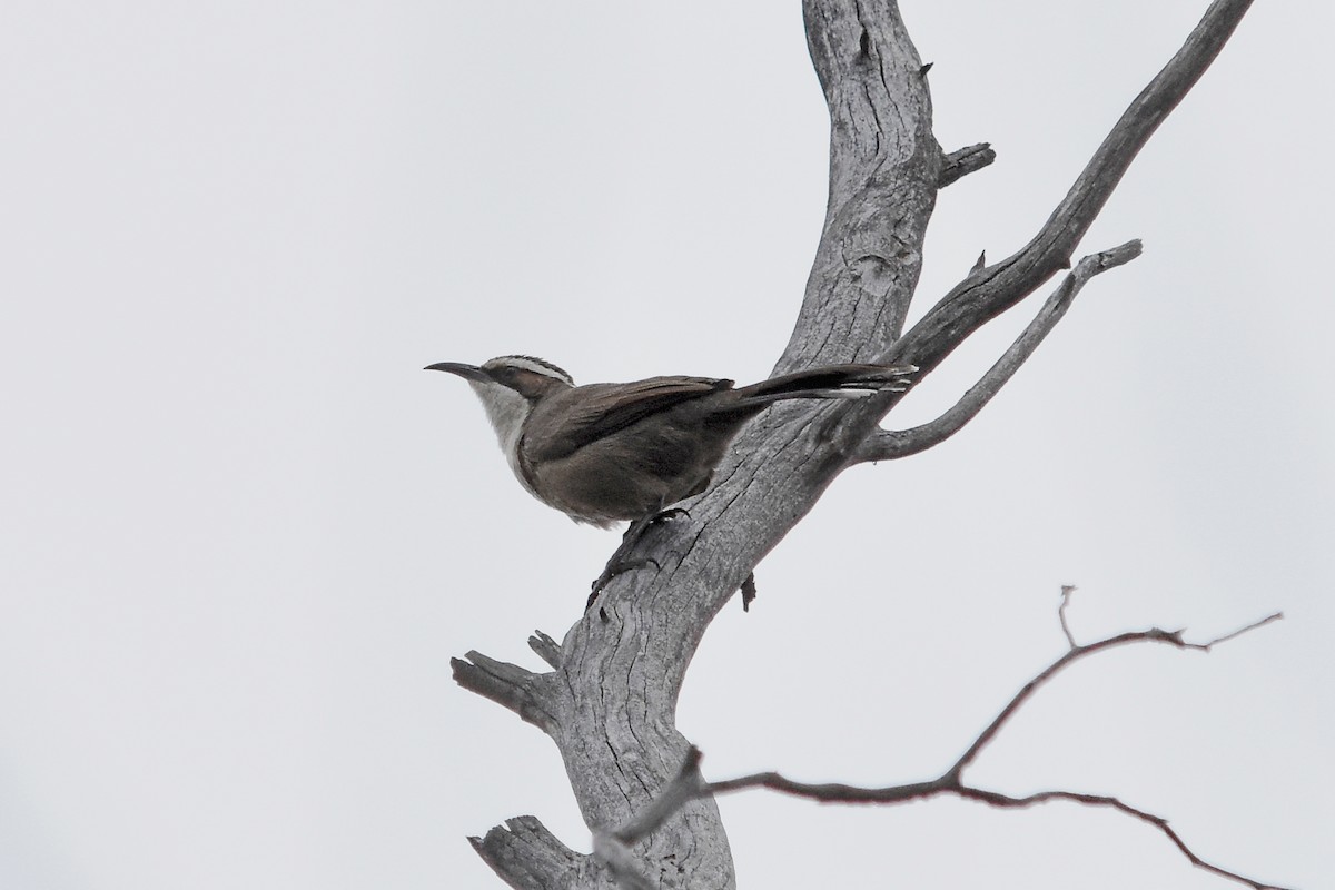 White-browed Babbler - ML35376251