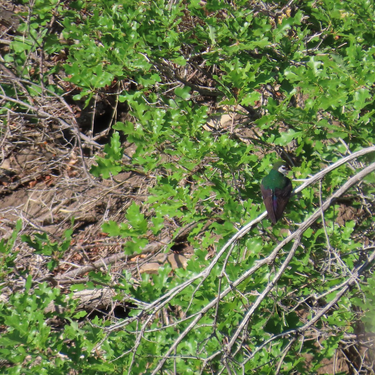 Violet-green Swallow - ML353763411