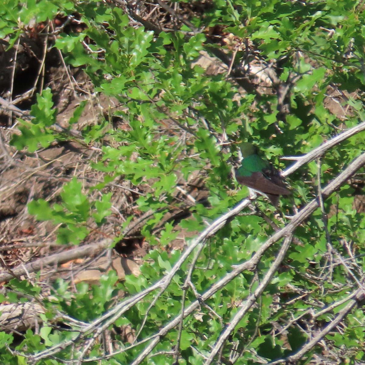 Violet-green Swallow - ML353763431