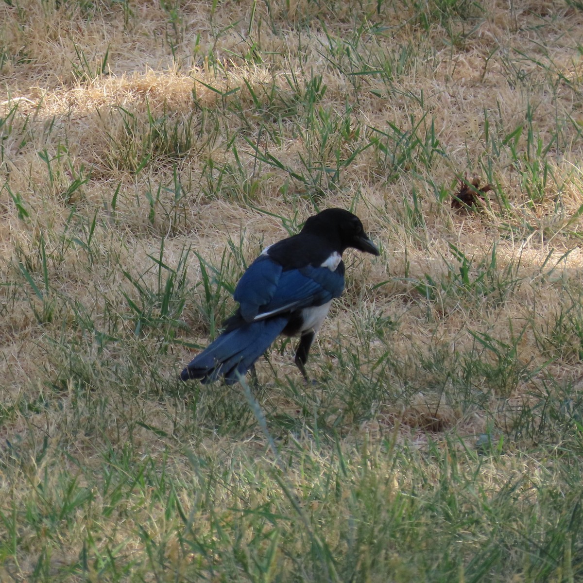 Black-billed Magpie - ML353763471