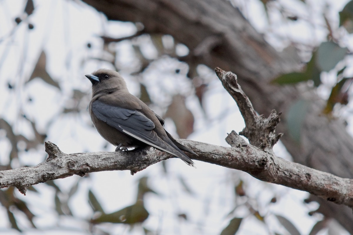 Dusky Woodswallow - Geoffrey Groom