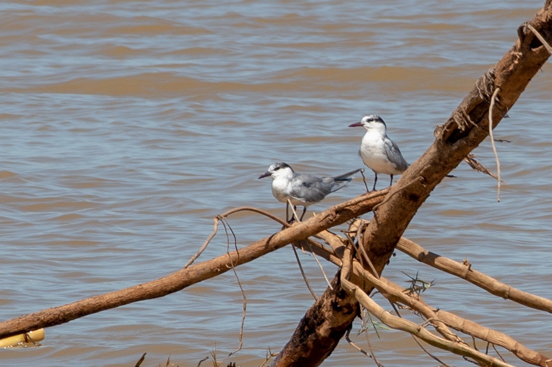 Whiskered Tern - ML353763521