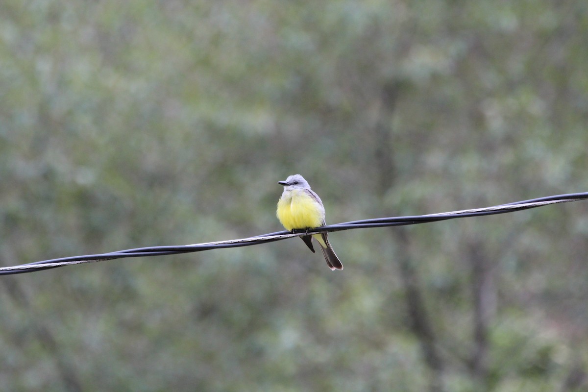 Tropical Kingbird - ML353765761