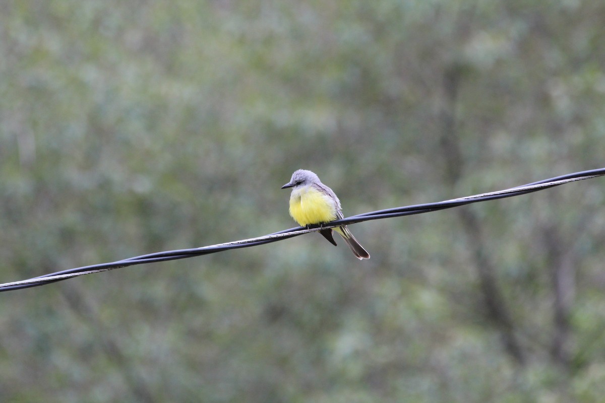 Tropical Kingbird - ML353765781