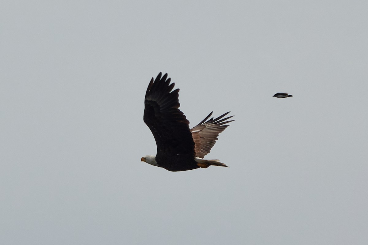 Bald Eagle - Elodie Roze