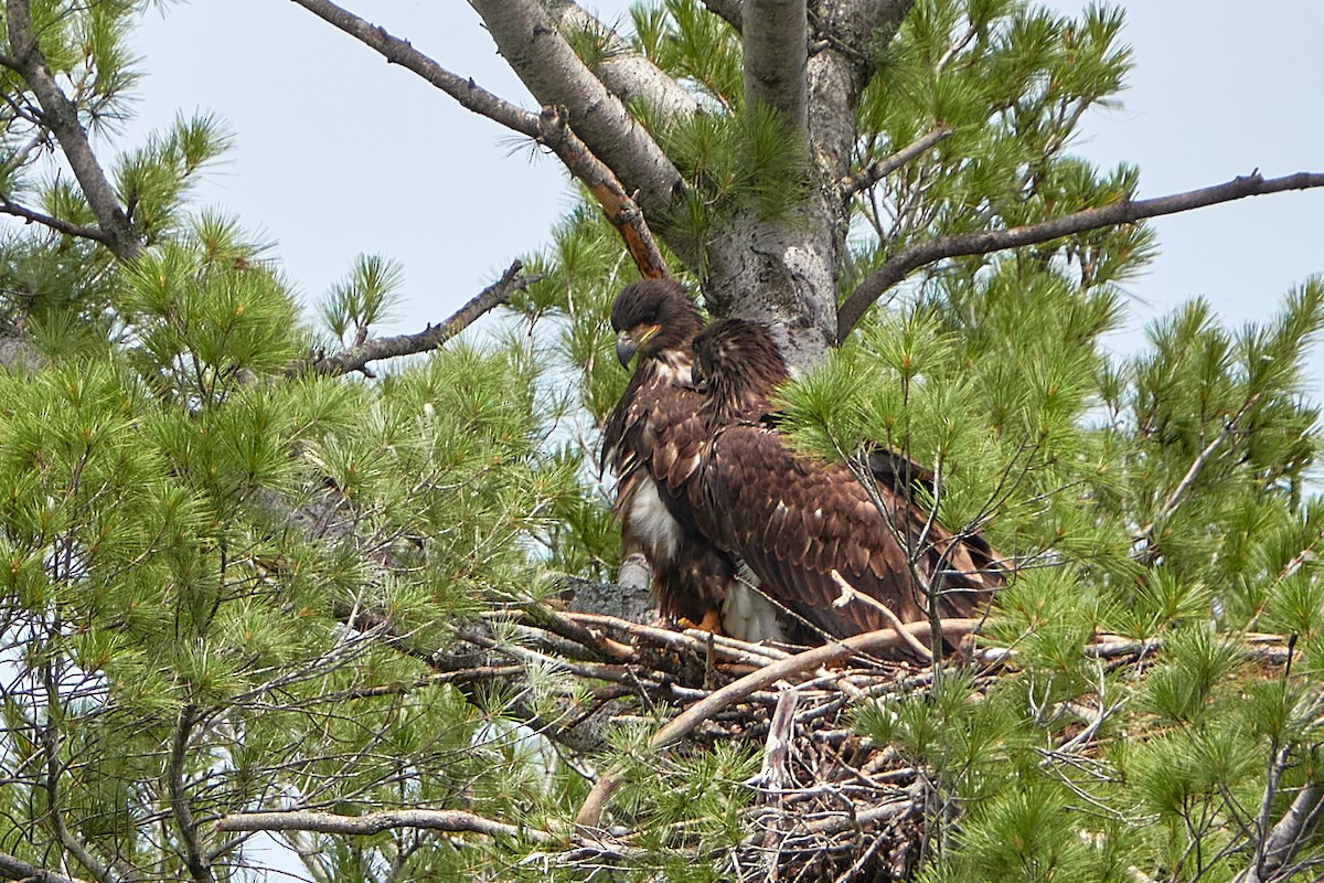 Bald Eagle - Elodie Roze