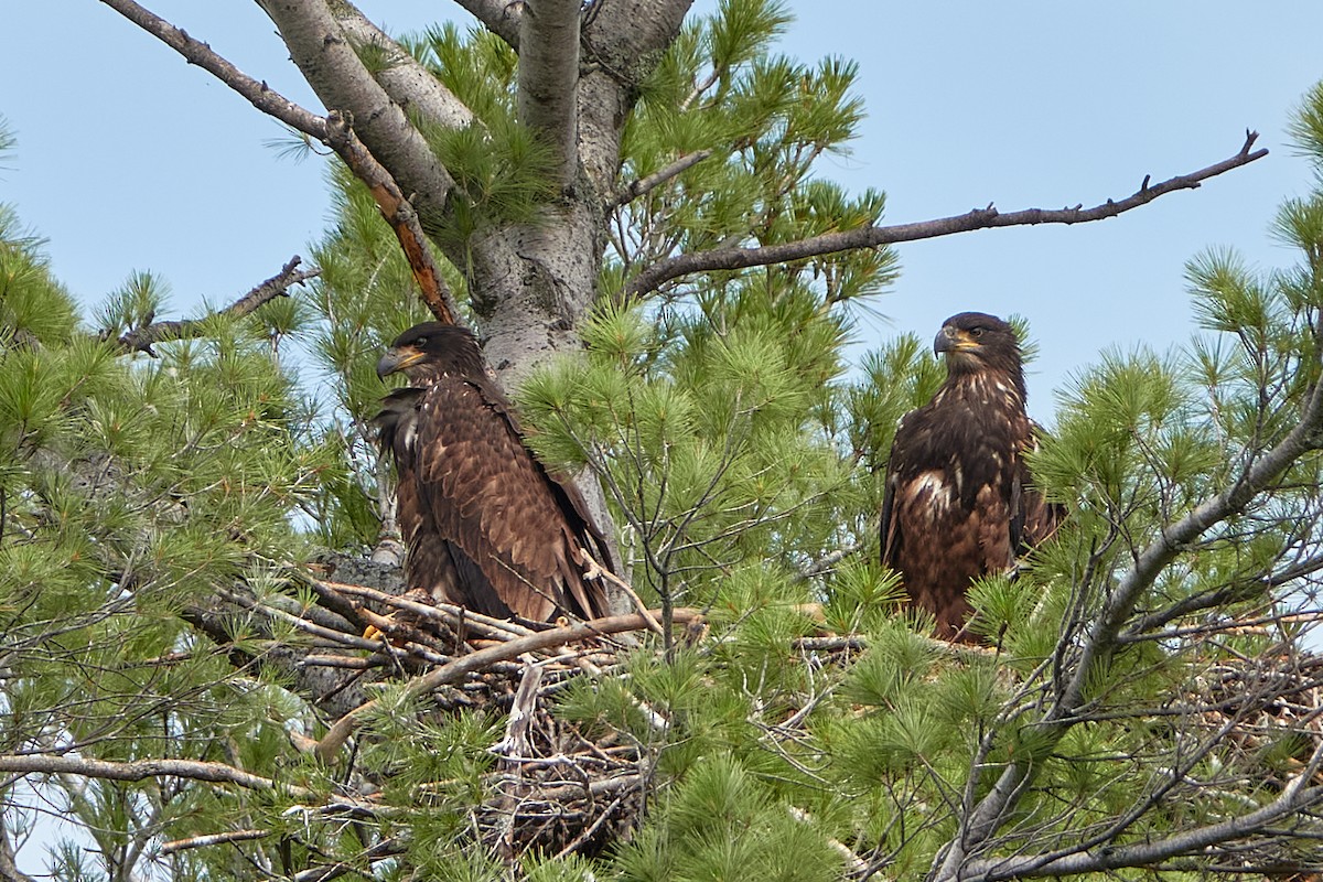 Bald Eagle - Elodie Roze