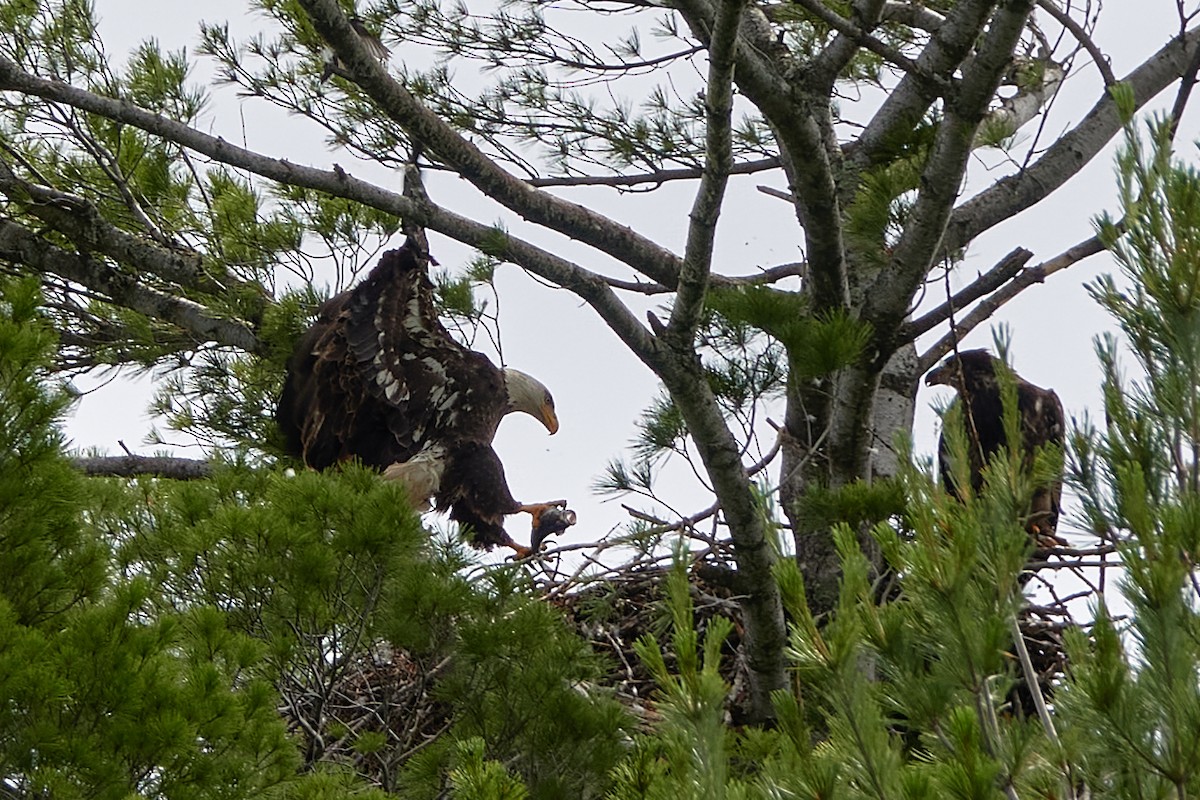 Bald Eagle - Elodie Roze