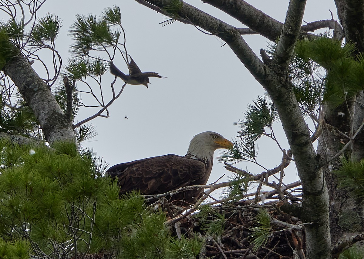 Bald Eagle - ML353766451