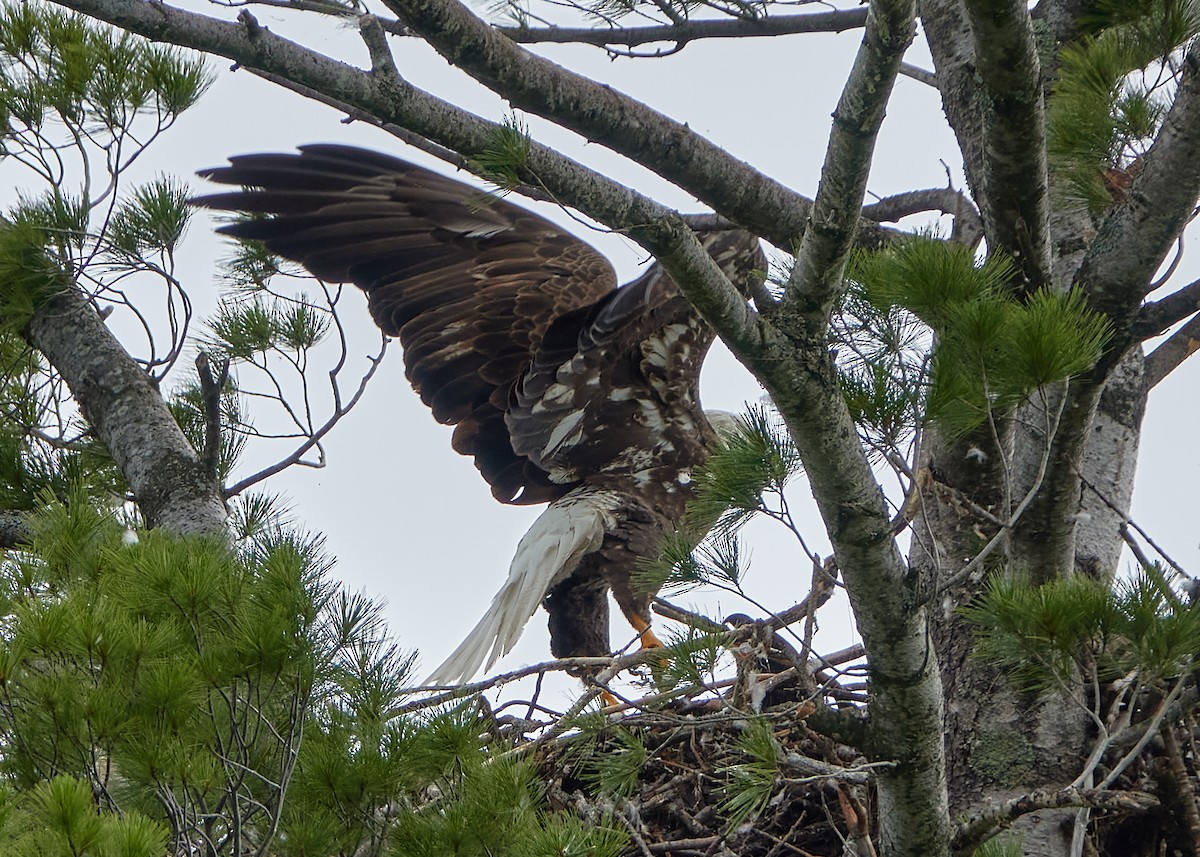 Bald Eagle - ML353766461