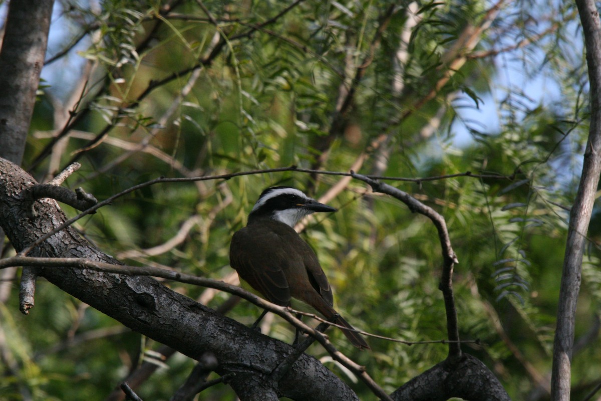 Great Kiskadee - ML353767031