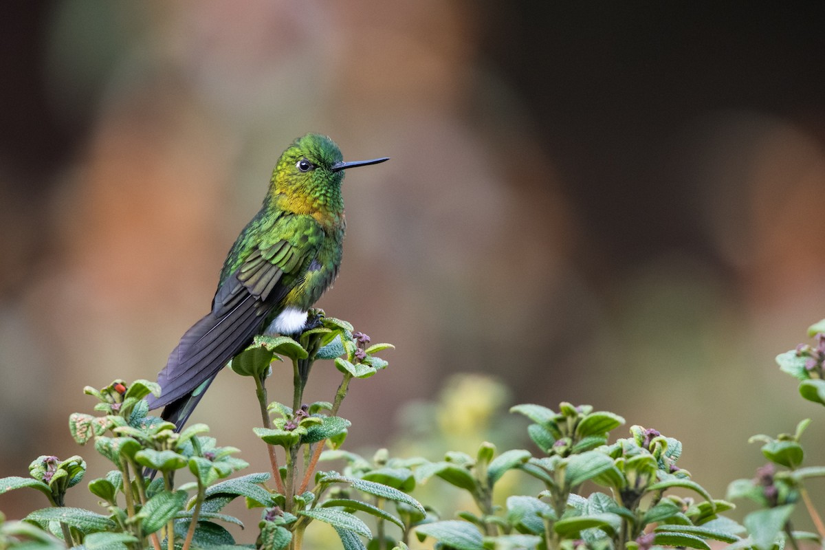 Golden-breasted Puffleg - Claudia Brasileiro