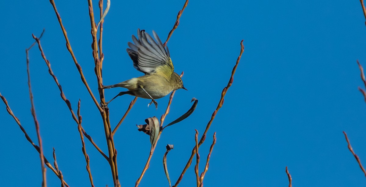 Common Chiffchaff - Francisco Pires