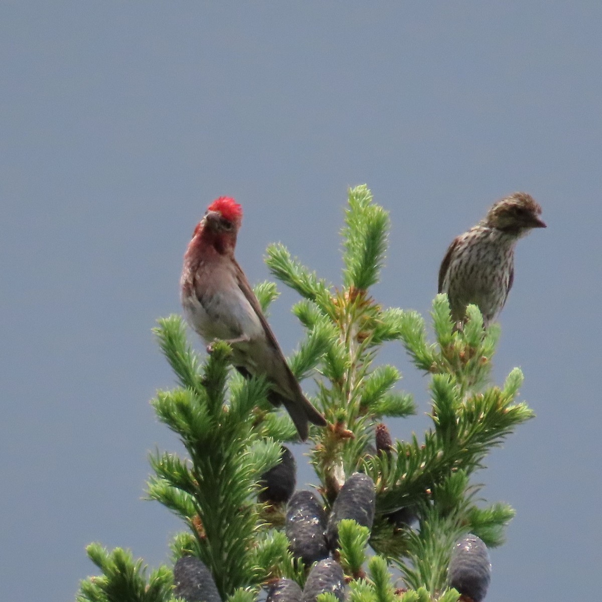 Cassin's Finch - ML353768351