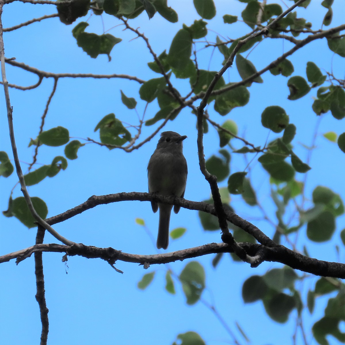 Dusky Flycatcher - ML353770411