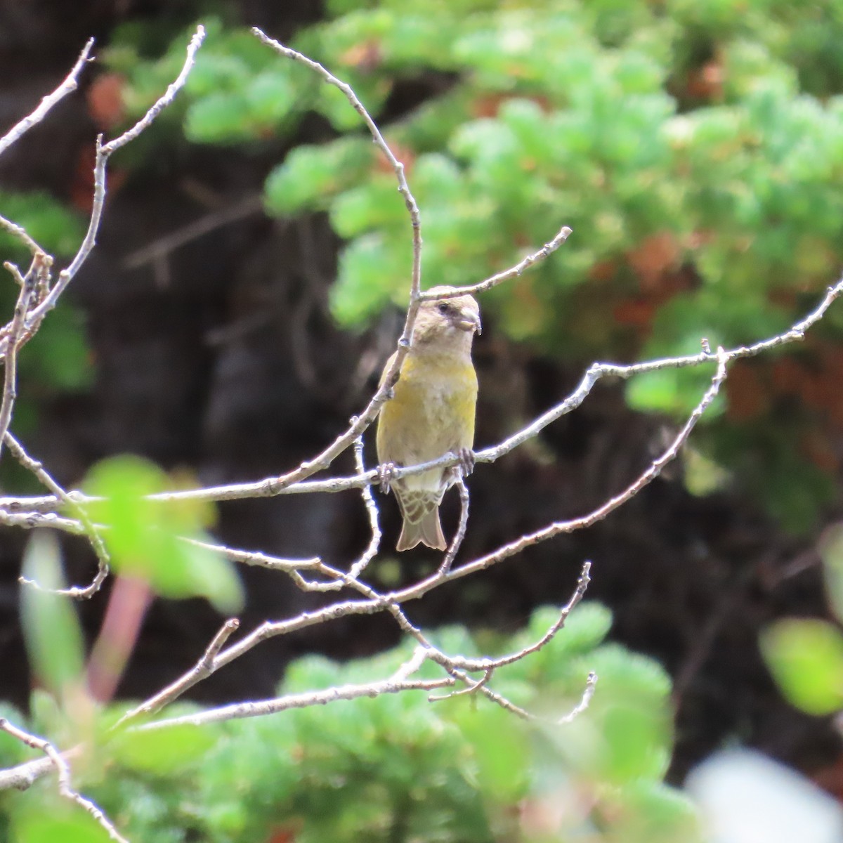 Red Crossbill - ML353770431