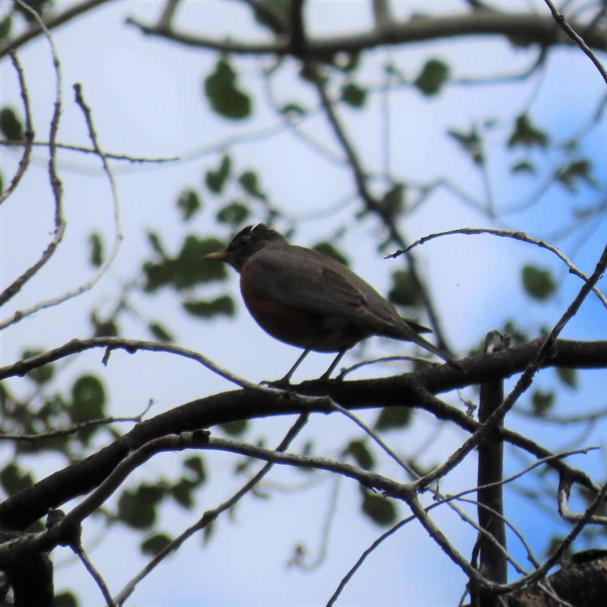 American Robin - ML353770451