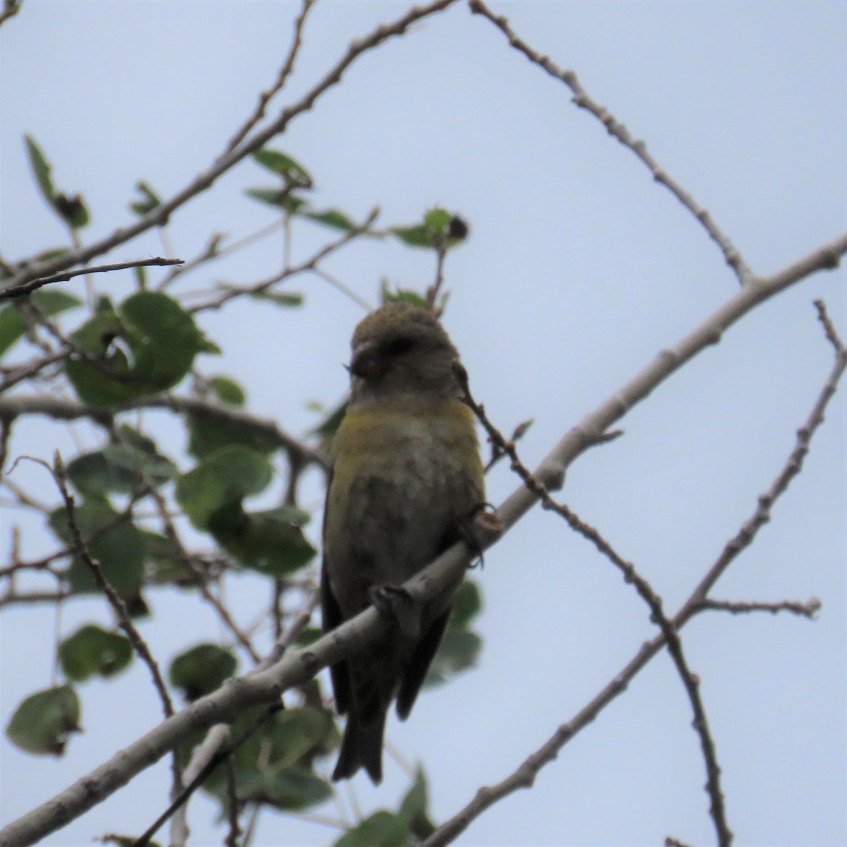 Red Crossbill - ML353770511