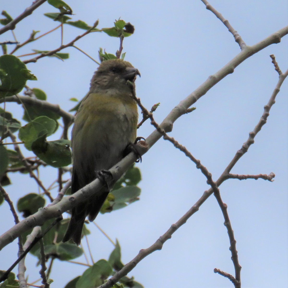 Red Crossbill - ML353770551