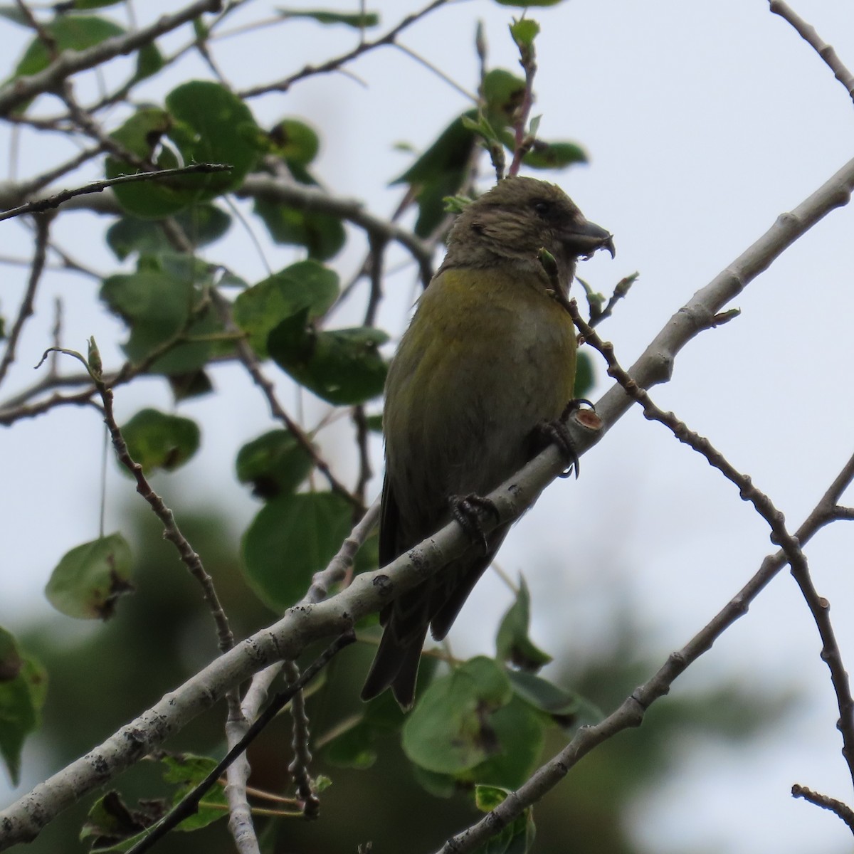 Red Crossbill - ML353770571