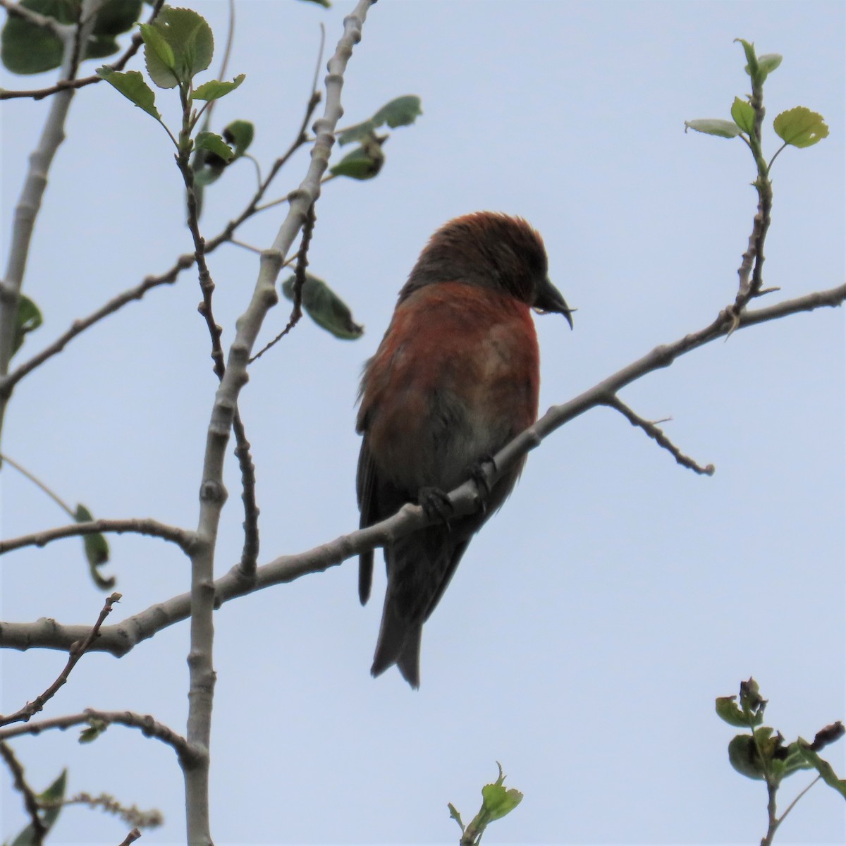 Red Crossbill - ML353770591