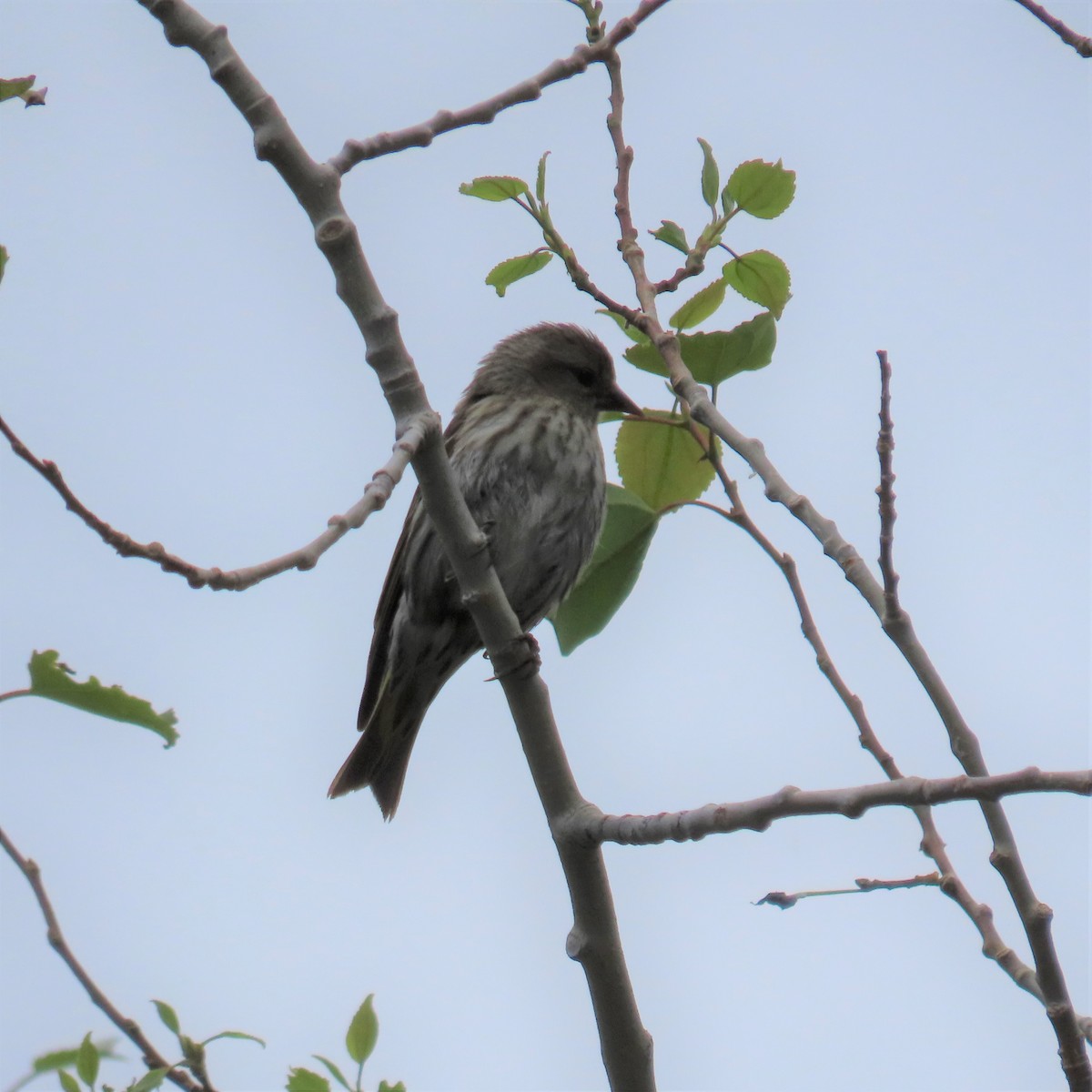 Pine Siskin - ML353770631