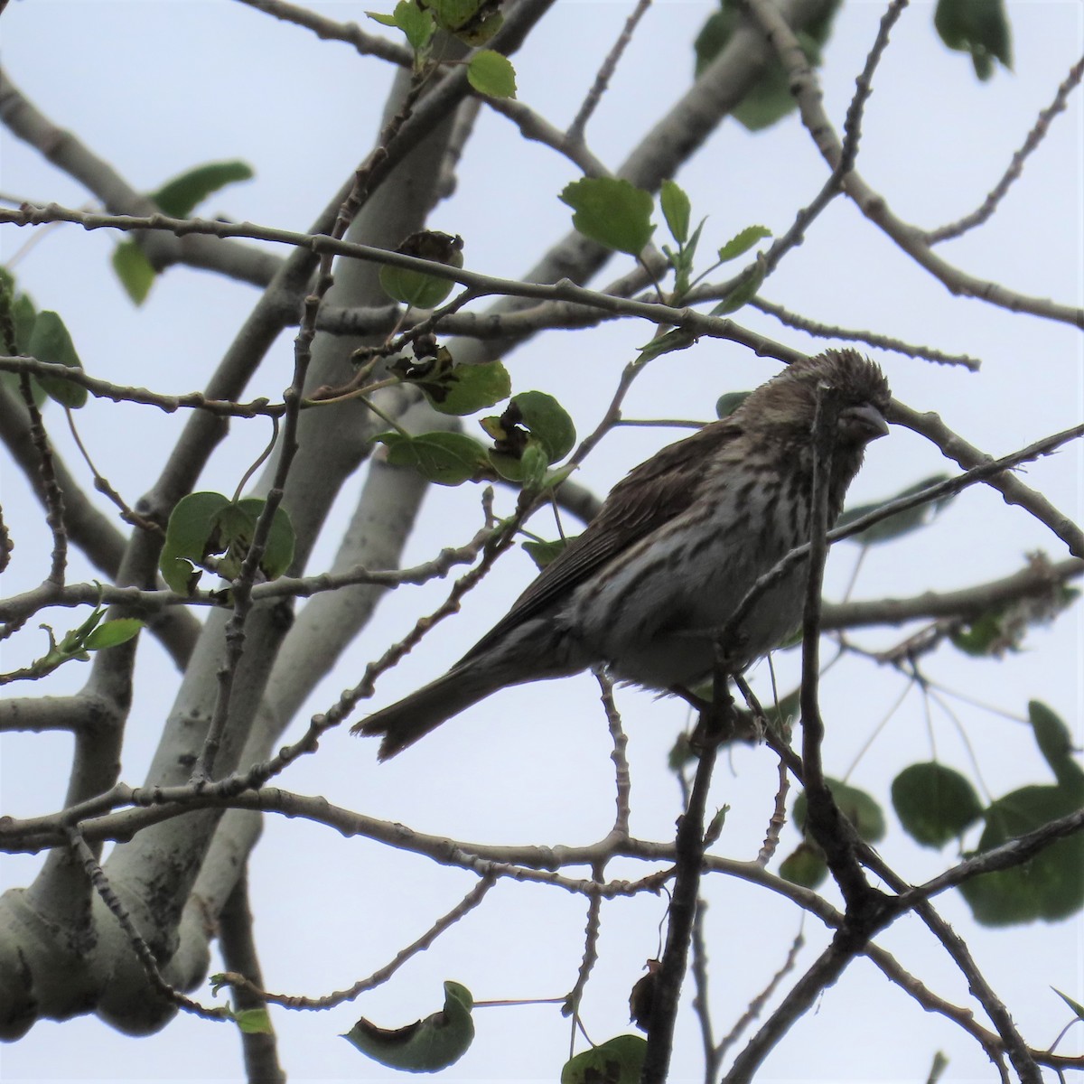 Cassin's Finch - ML353770681