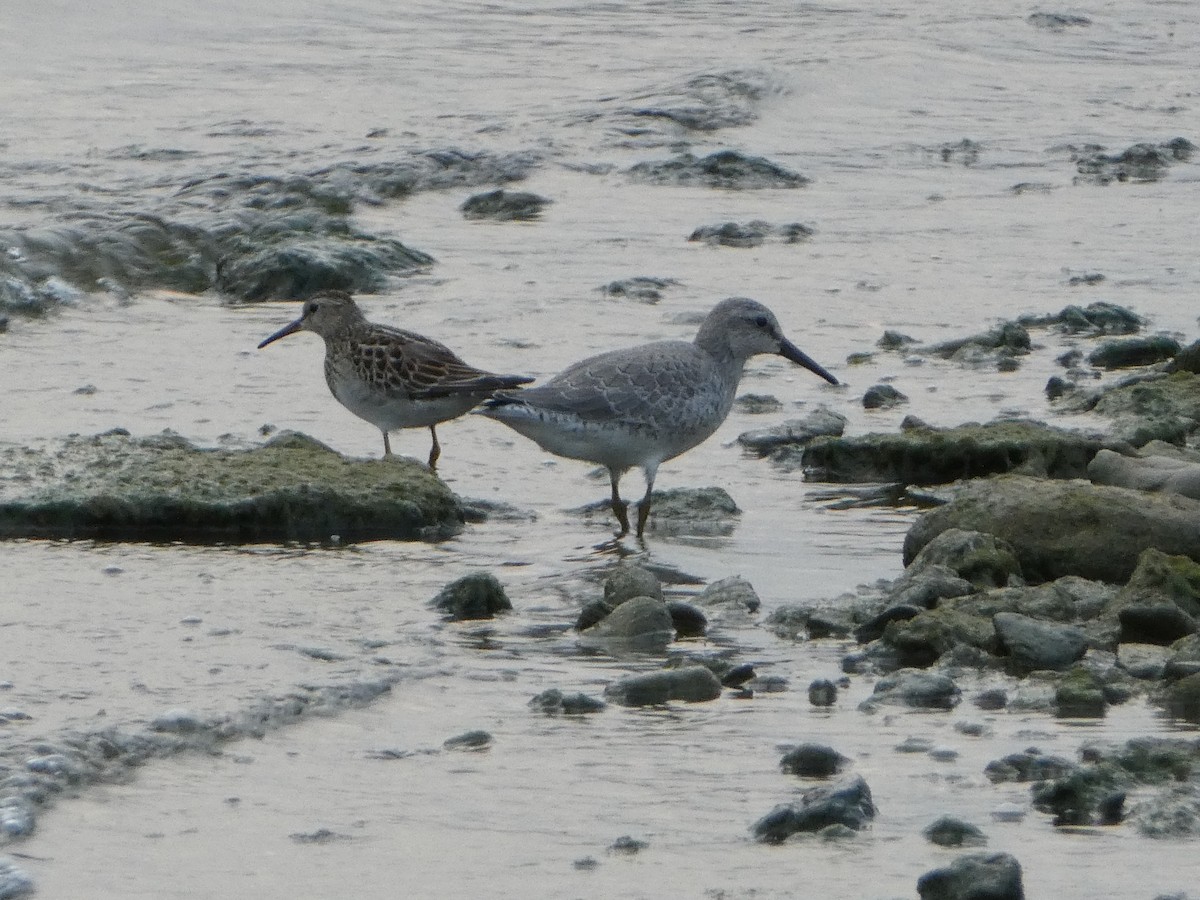 Red Knot - ML35377261